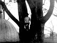1961041020 Pat Purkey in tree near Old Mail Dome  - Illinois State U. - Normal IL