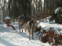 2005123001 : Hagberg Home, Wildlife