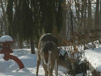 2005123002 : Hagberg Home, Wildlife