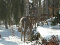 2005123003 : Hagberg Home, Wildlife