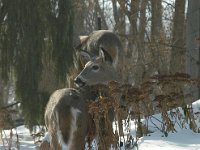 2005123004 : Hagberg Home, Wildlife