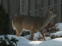 2005123005 : Hagberg Home, Wildlife