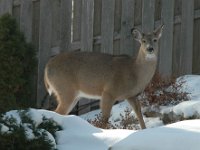 2005123006 : Hagberg Home, Wildlife