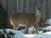 2005123007 : Hagberg Home, Wildlife