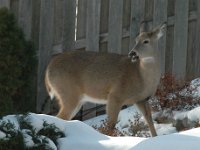 2005123008 : Hagberg Home, Wildlife