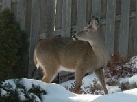 2005123009 : Hagberg Home, Wildlife