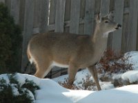 2005123011 : Hagberg Home, Wildlife