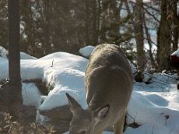 2005123012 : Hagberg Home, Wildlife