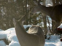 2005123013 : Hagberg Home, Wildlife