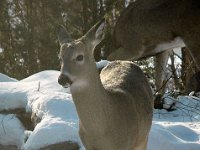 2005123014 : Hagberg Home, Wildlife