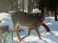 2005123015 : Hagberg Home, Wildlife