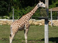 2009083054  Niabi Zoo - Coal Valley IL