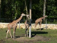 2009083056  Niabi Zoo - Coal Valley IL