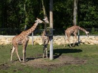 2009083057  Niabi Zoo - Coal Valley IL