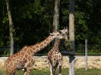 2009083059  Niabi Zoo - Coal Valley IL