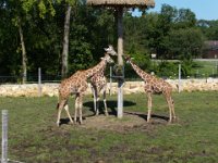 2009083060  Niabi Zoo - Coal Valley IL