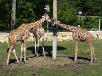 2009083061  Niabi Zoo - Coal Valley IL