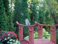 2009085002 Owl Sitting on Pond Bridge - Moline IL