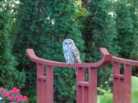 2009085003 Owl Sitting on Pond Bridge - Moline IL