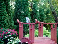 2009085004 Owl Sitting on Pond Bridge - Moline IL