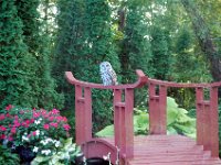 2009085005 Owl Sitting on Pond Bridge - Moline IL