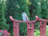 2009085006 Owl Sitting on Pond Bridge - Moline IL