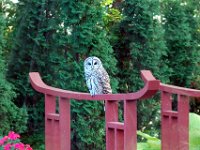 2009085008 Owl Sitting on Pond Bridge - Moline IL