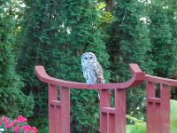 2009085009 Owl Sitting on Pond Bridge - Moline IL