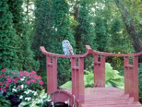2009085010 Owl Sitting on Pond Bridge - Moline IL