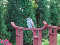 2009085011 Owl Sitting on Pond Bridge - Moline IL