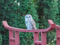 2009085012 Owl Sitting on Pond Bridge - Moline IL