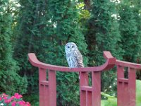 2009085014 Owl Sitting on Pond Bridge - Moline IL