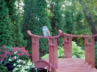 2009085015 Owl Sitting on Pond Bridge - Moline IL