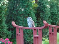 2009085016 Owl Sitting on Pond Bridge - Moline IL