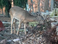 2012 01 01 Deer in Back Yard - Moline IL