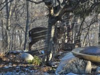 2013011001 Deer in backyard - Moline IL