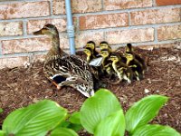 2013063006 Mallard Ducklings at Our Home - Moline IL