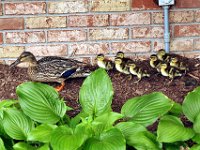 2013063007 Mallard Ducklings at Our Home - Moline IL