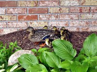 2013063008 Mallard Ducklings at Our Home - Moline IL