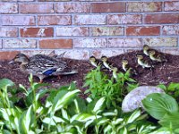 2013063009 Mallard Ducklings at Our Home - Moline IL
