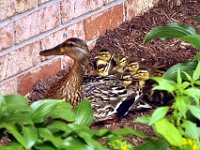 2013063010 Mallard Ducklings at Our Home - Moline IL
