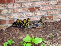 2013063014 Mallard Ducklings at Our Home - Moline IL