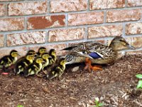 2013063016 Mallard Ducklings at Our Home - Moline IL