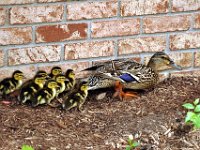 2013063017 Mallard Ducklings at Our Home - Moline IL