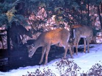 2014028002 Deer in Winter - Moline IL