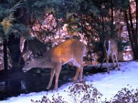 2014028003 Deer in Winter - Moline IL