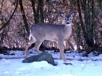 2014028006 Deer in Winter - Moline IL
