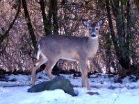 2014028007 Deer in Winter - Moline IL