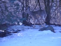 2014028009 Deer in Winter - Moline IL