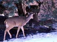 2014028011 Deer in Winter - Moline IL